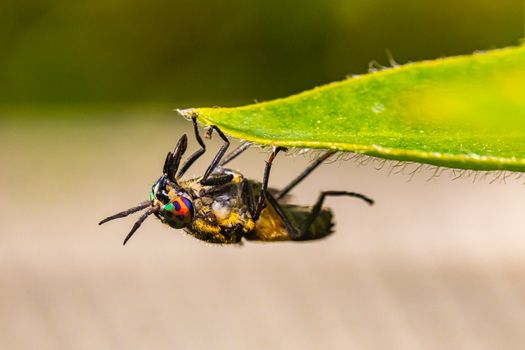 Brown Fly Perched on a Green Leaf