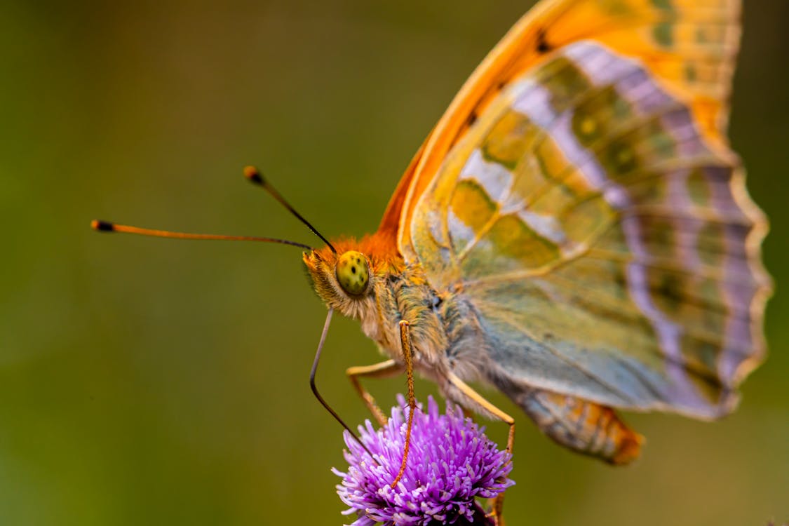 Brown Butterfly Perched on Purple Flowe