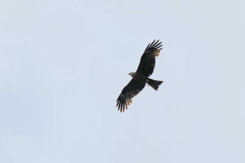 Hawk flying in clear sky in sunlight