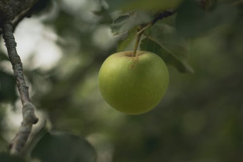 Green Apple Fruit in Close Up Photography
