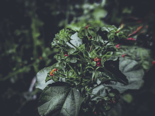 Free stock photo of autumn leaf, basil leaves, forest