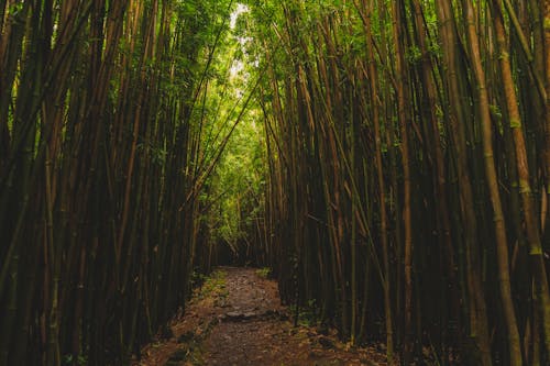 Pathway Between Bamboo Tress