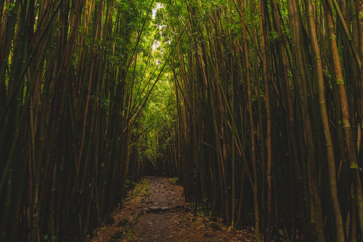 The bamboo forest on the Pipiwai Trail near Hāna, reached at the far end of the drive