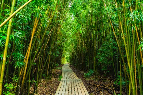 Boardwalk Between Trees