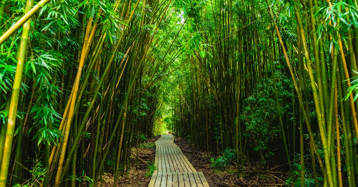 Photo by Satty Singh Lush bamboo forest on the Pipiwai Trail, featuring a serene wooden boardwalk in Hana, Hawaii.