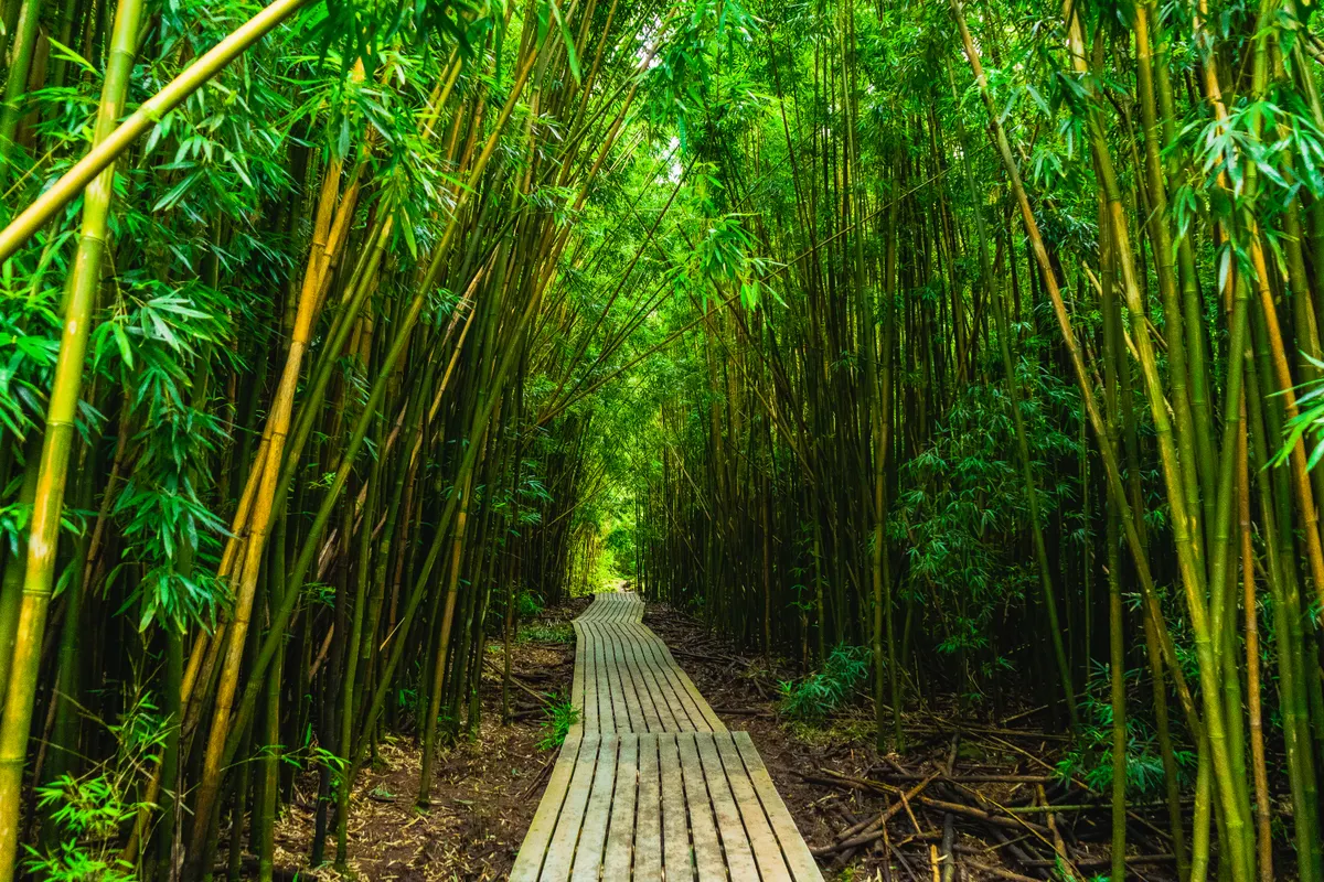 Lush bamboo forest on the Pipiwai Trail near the Road to Hana, Maui