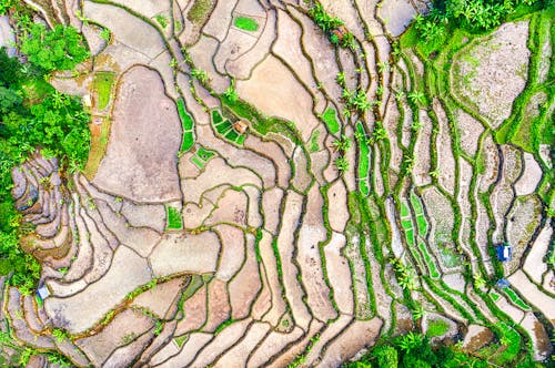 Aerial View of Rice Terraces