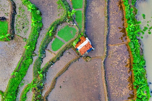 Aerial View of Rice Terraces