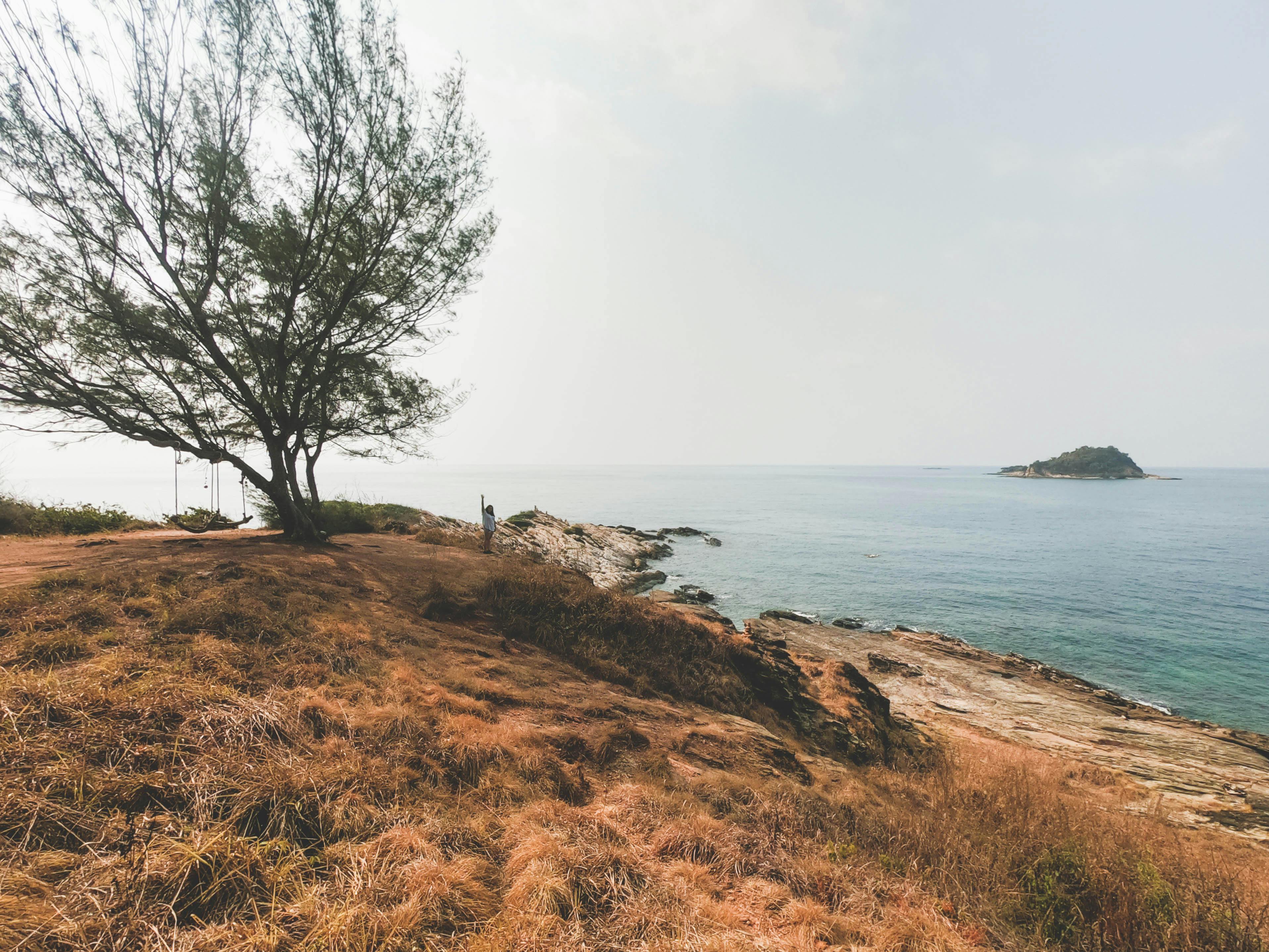 Tranquil coastal scene with a lone tree and ocean view in Rayong, Thailand.