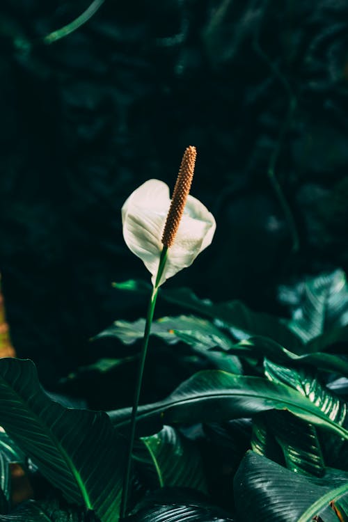 Foto stok gratis benang sari, biologi, bunga bakung lily