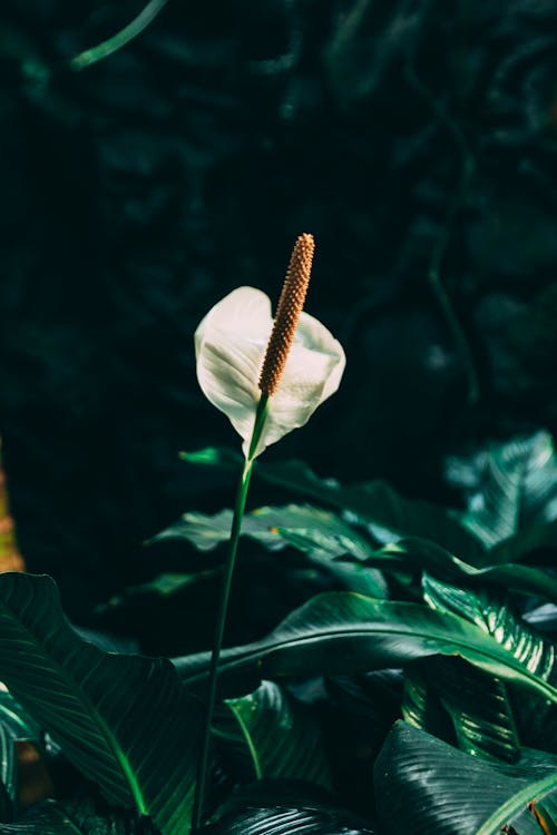 Foto profissional grátis de biologia, estame, flora