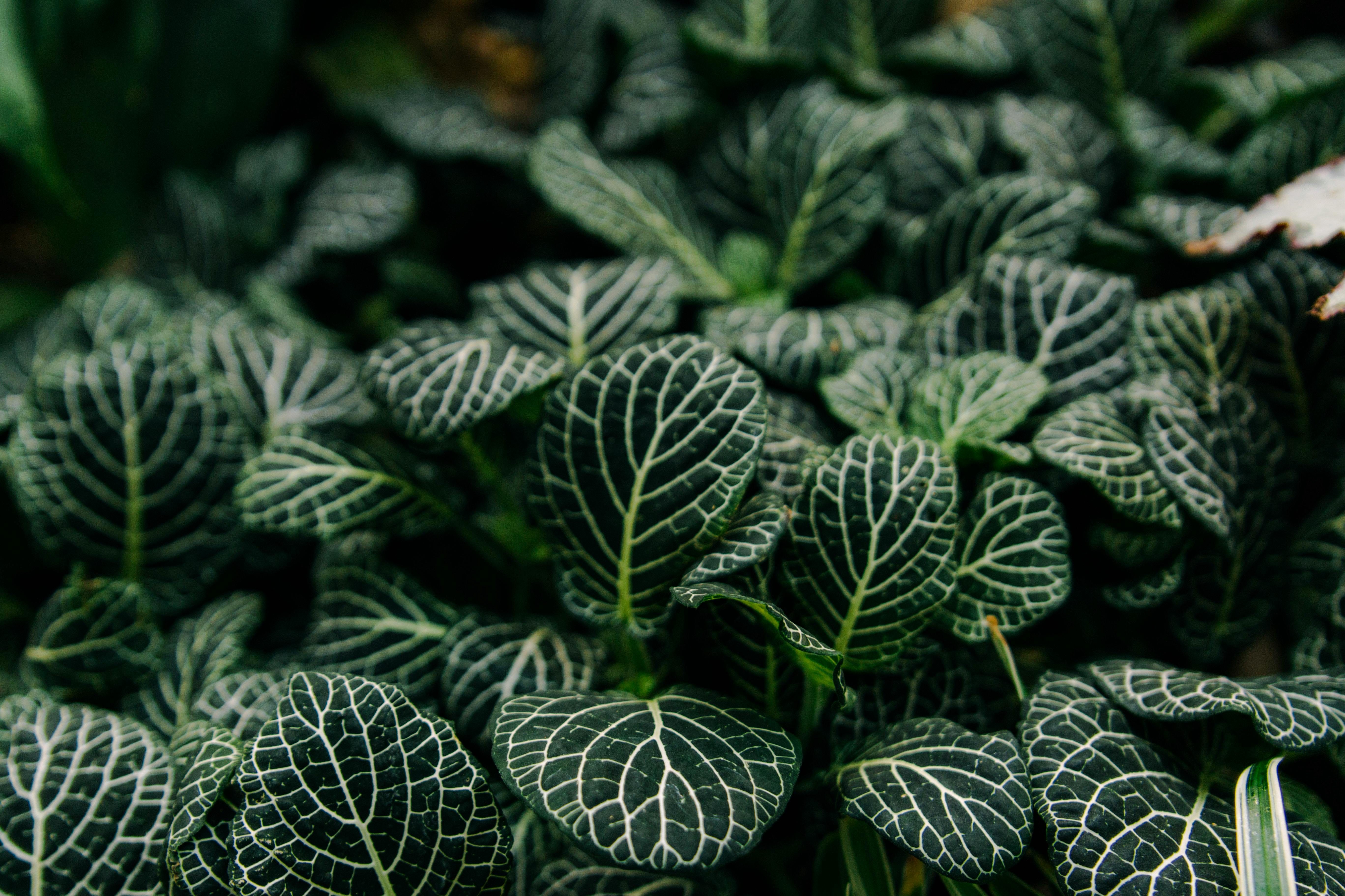Proteína sensível ao oxigênio codifica memória de encharcamento em plantas