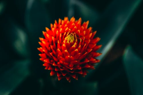 Free Close up of Red Flower on Dark Green Background Stock Photo