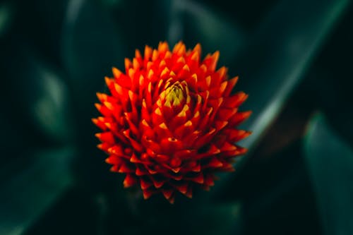 Foto profissional grátis de beleza na natureza, botânica, cabeça de flor