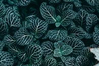 Green and White Leaf Plant