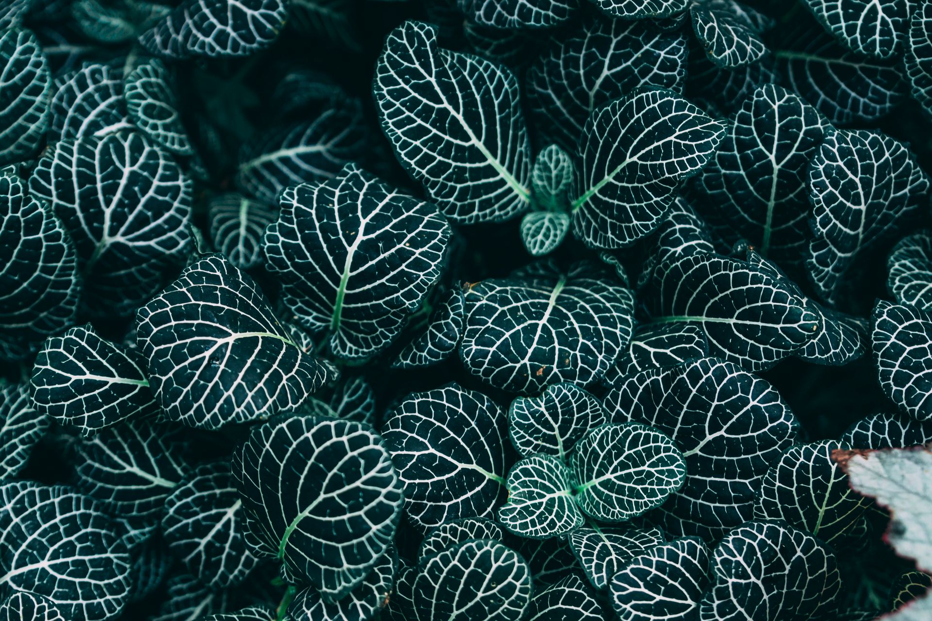 Close-up shot of lush Fittonia leaves showcasing their intricate white veins and green foliage.