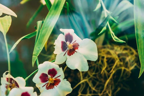 Foto profissional grátis de flor, folhas verdes escuras, natureza