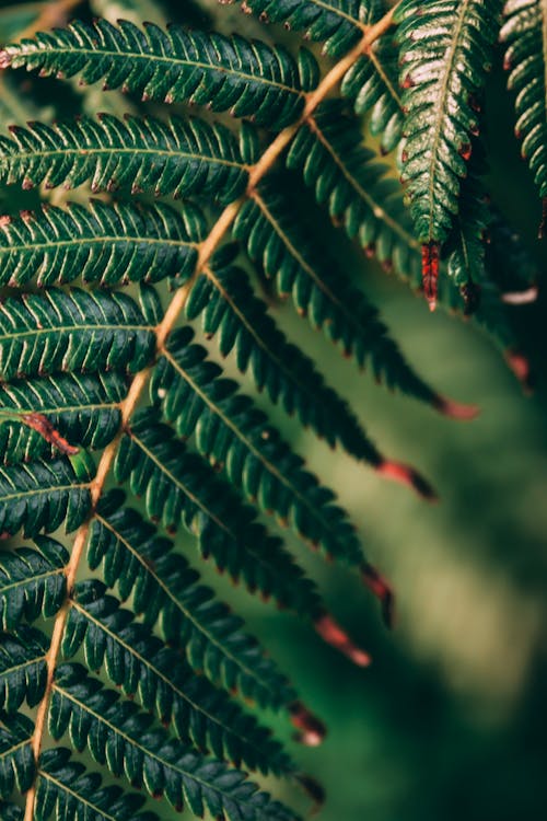 Fern leaves in Close Up