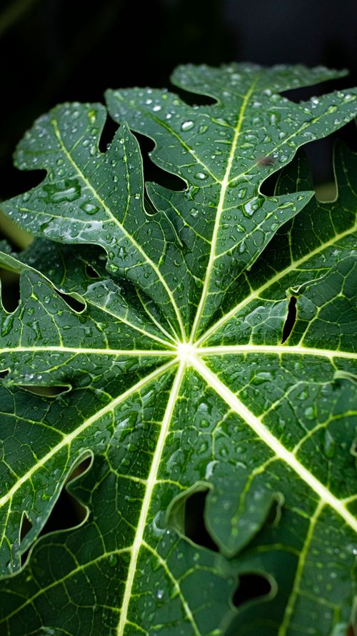 Free Detailed macro shot of a papaya leaf covered in fresh water droplets, showcasing natural texture. Stock Photo