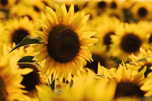 A Close-up Shot of a Yellow Sunflower