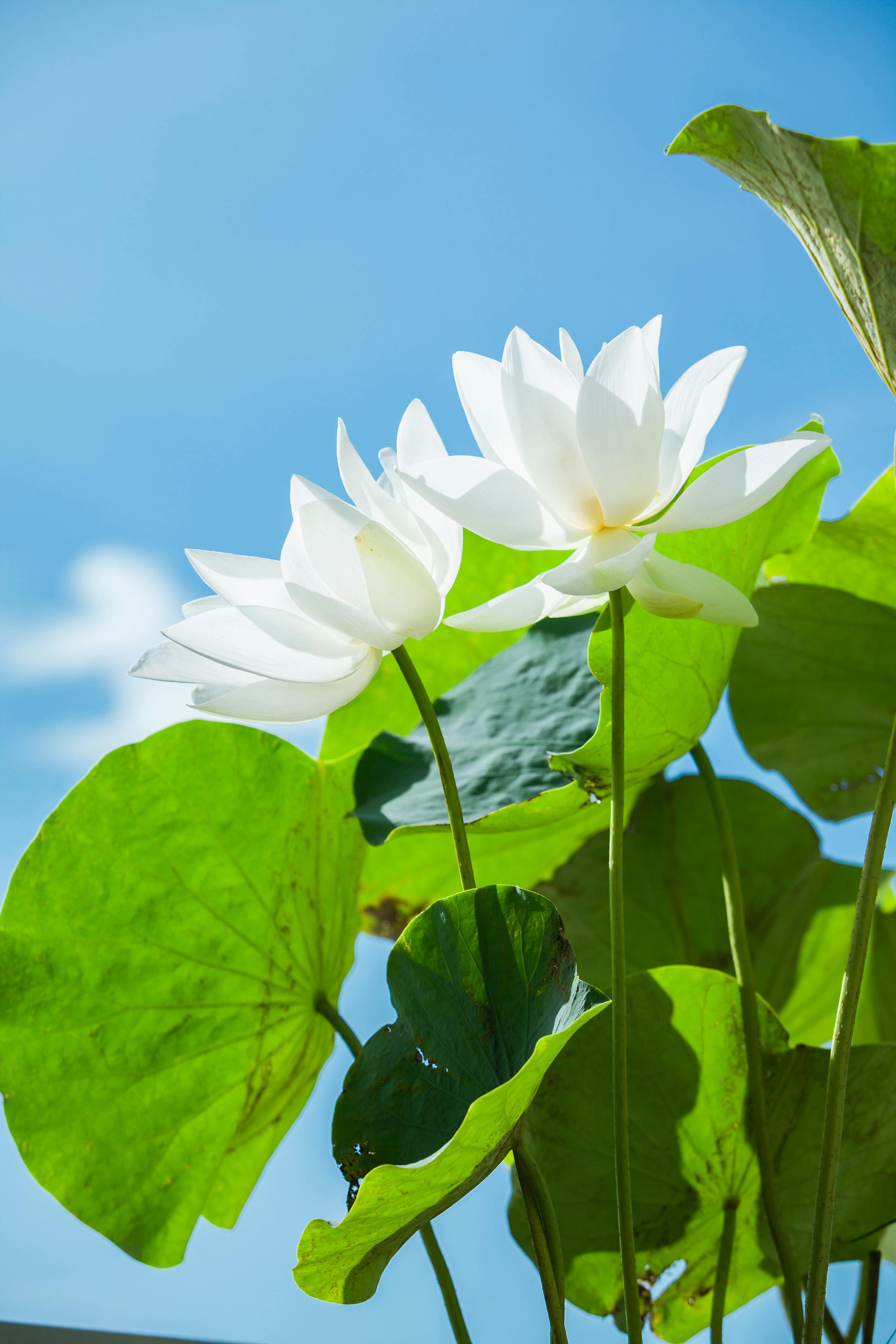 Blue Lotus Photos, Download The BEST Free Blue Lotus Stock Photos & HD  Images