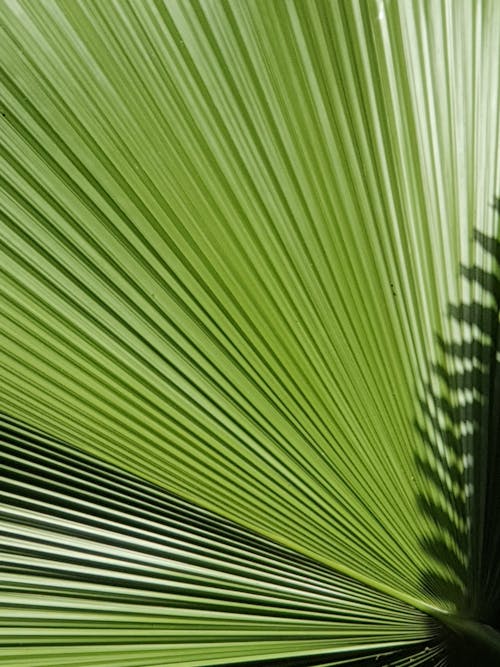 Free Close up of Green Leaves Stock Photo