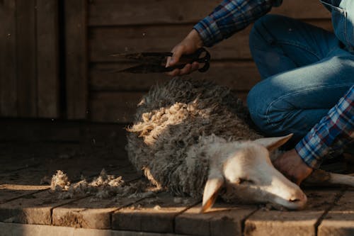 Person in Blue Denim Jeans Holding White and Black Goat