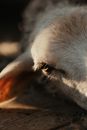 White Horse Head in Close Up Photography