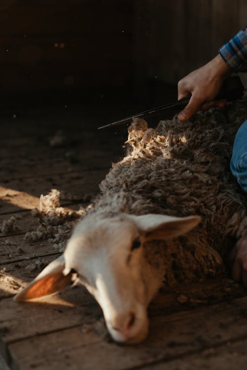 Person in Blue Shirt Feeding White Sheep