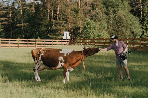 Free Man in Blue Denim Jacket Standing Beside Brown and White Cow on Green Grass Field during Stock Photo