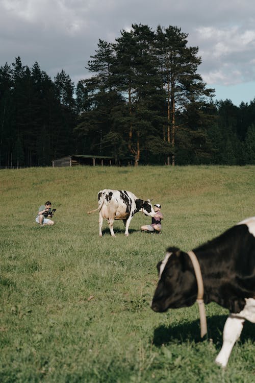 Black and White Cow on Green Grass Field
