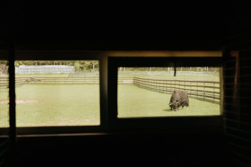 Δωρεάν στοκ φωτογραφιών με barnyard, αγελάδα, αγέλη Φωτογραφία από στοκ φωτογραφιών