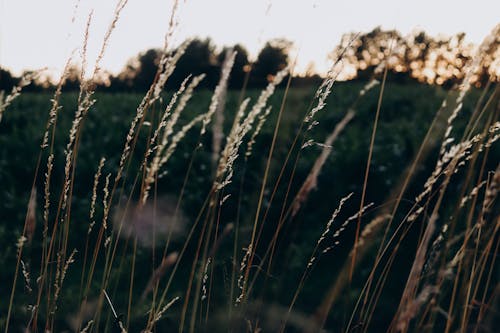 Rural Field at Sunset 