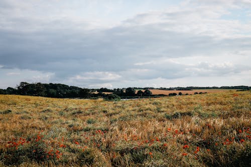 Photos gratuites de champ, clairière, été