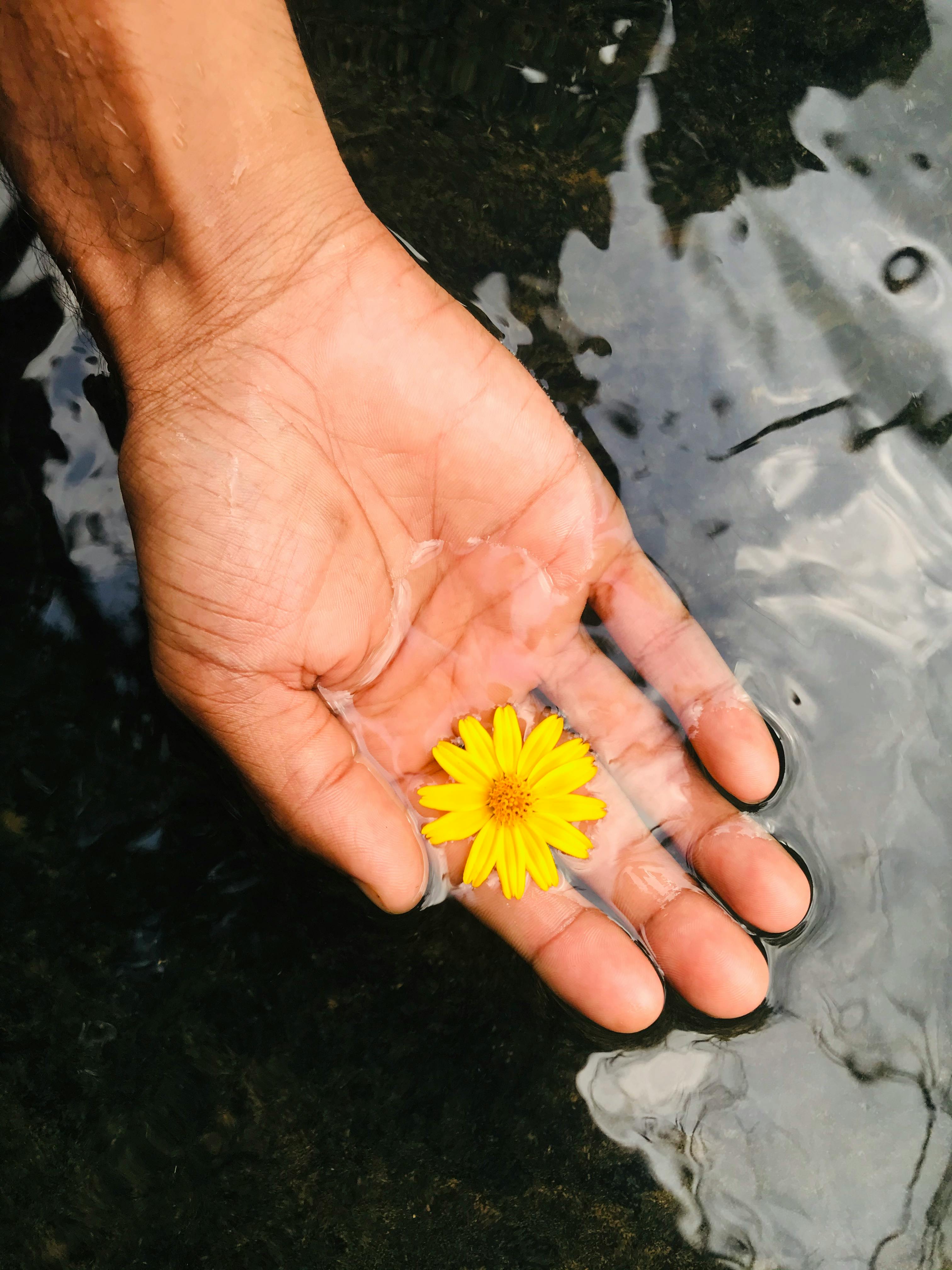 Close-up of a hand holding a yellow flower in flowing water, symbolizing nature's touch.