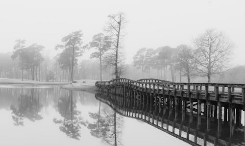 Grayscale Photo of Trees Near Body of Water