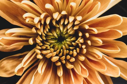 Free Detailed macro view of a blooming Chrysanthemum flower showcasing its intricate petals. Stock Photo