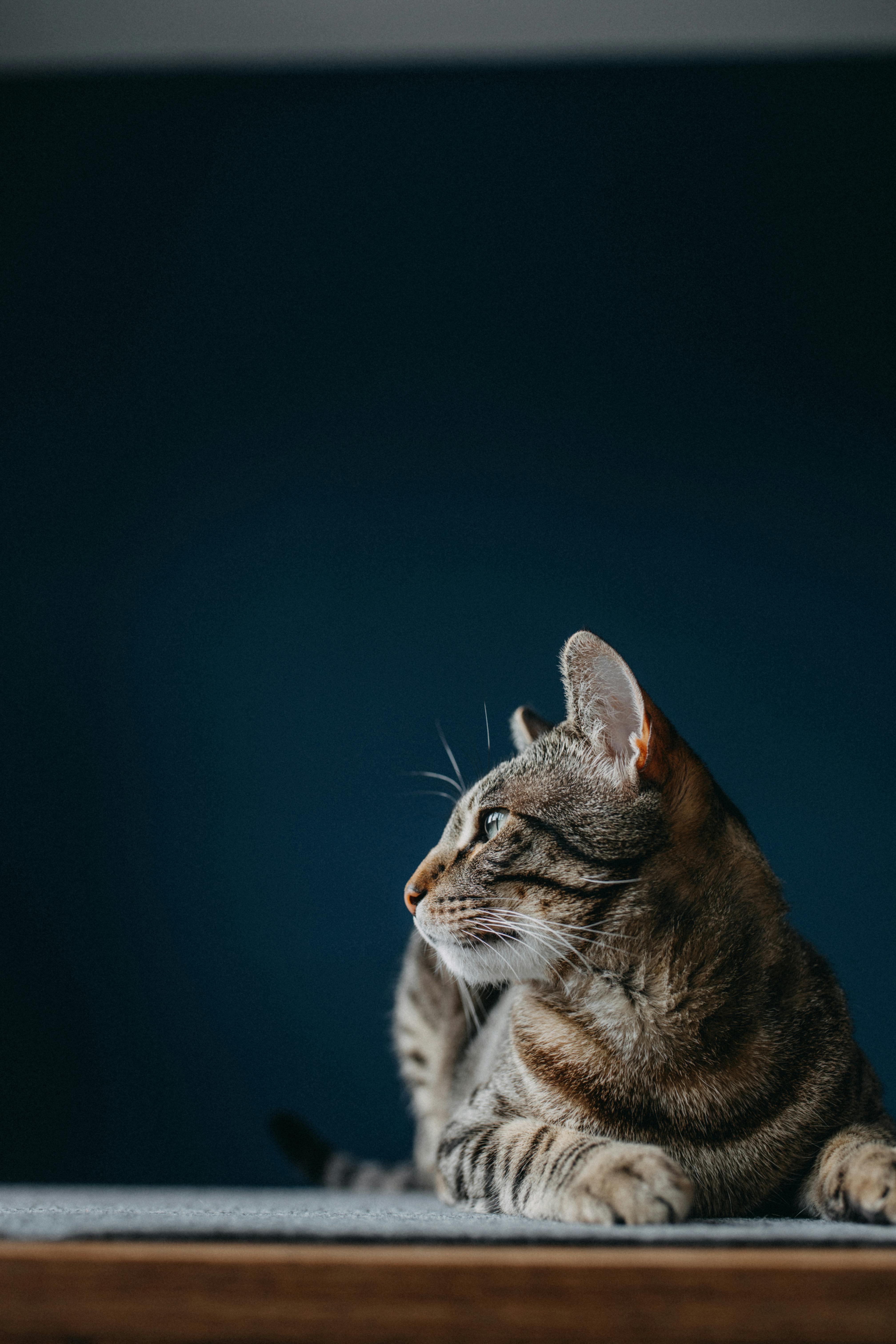 Minimalist portrait of a tabby cat gazing intently to the side.