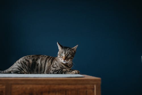 Free Cat Lying on Brown Wooden Table Stock Photo