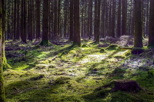 Foto profissional grátis de árvores, conífera, floresta