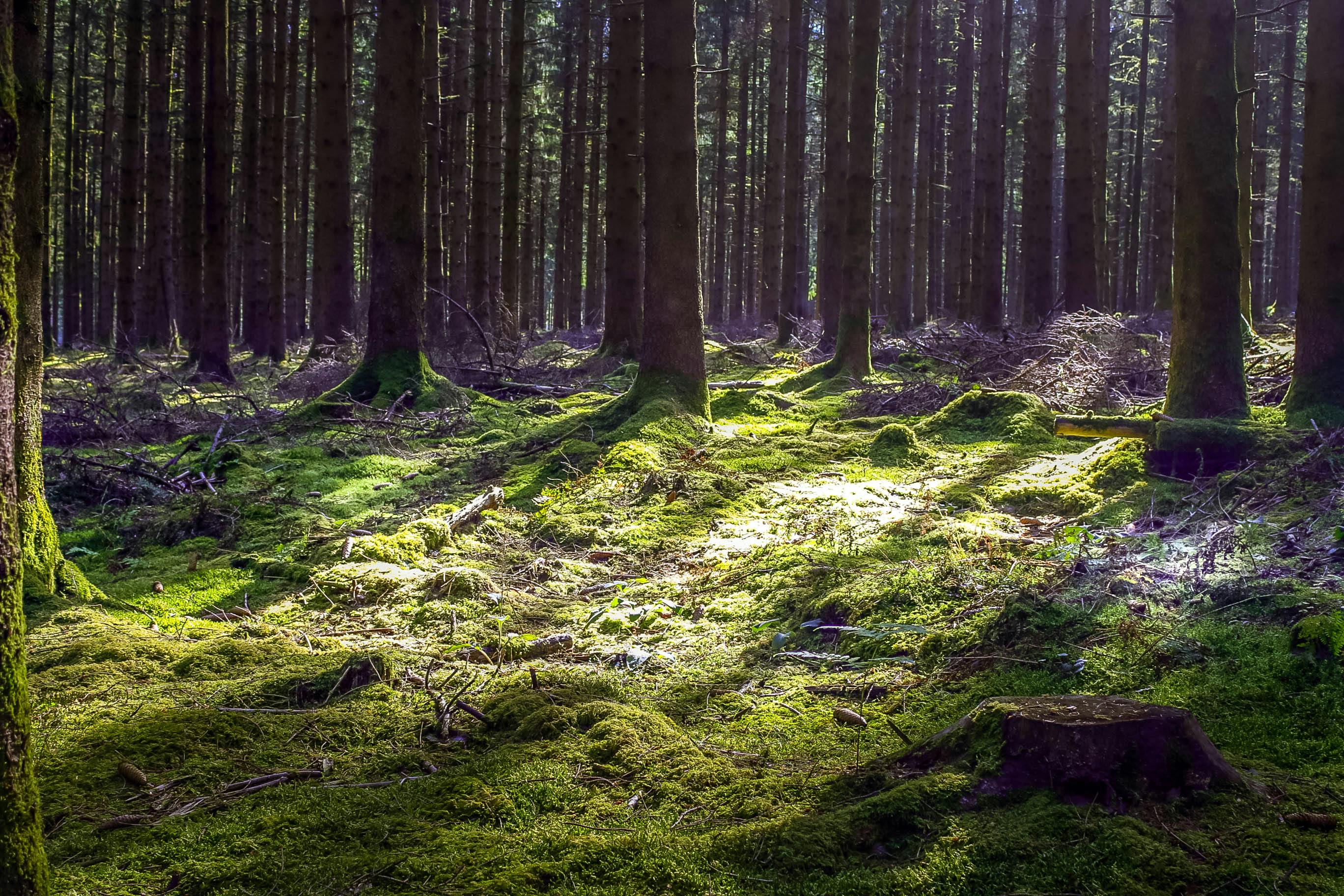 Road Between Tall Tress Photo · Free Stock Photo