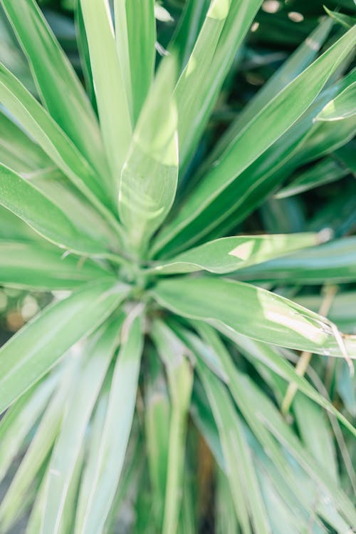 Foto d'estoc gratuïta de fulles verdes, iuca, palmell