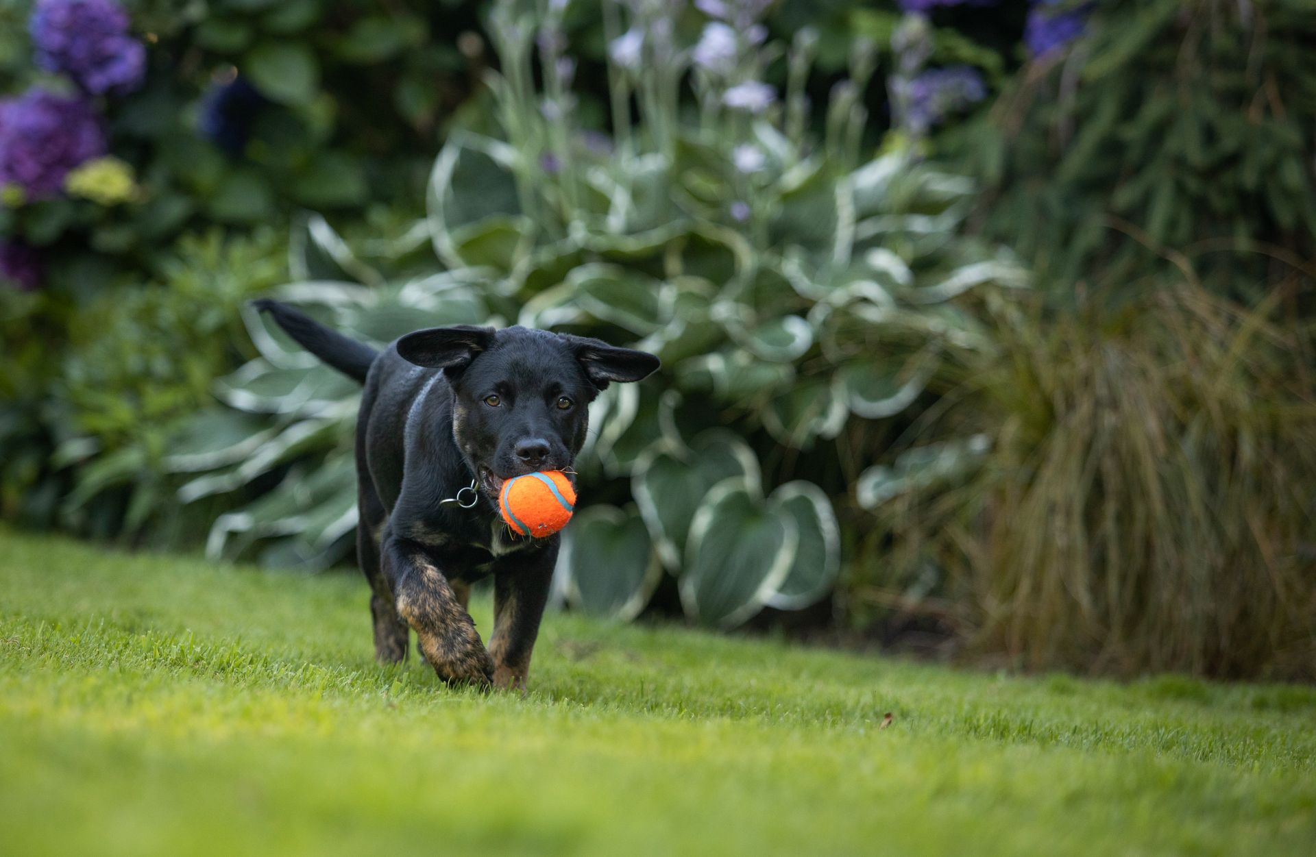 A Black Dog with Ball on It's Mouth