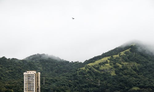 Free stock photo of buildings, cloud, forest