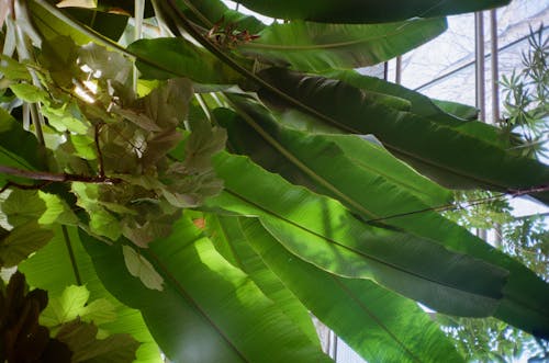 From below of colorful banana plant with long wavy leaves growing near window in greenhouse in daylight