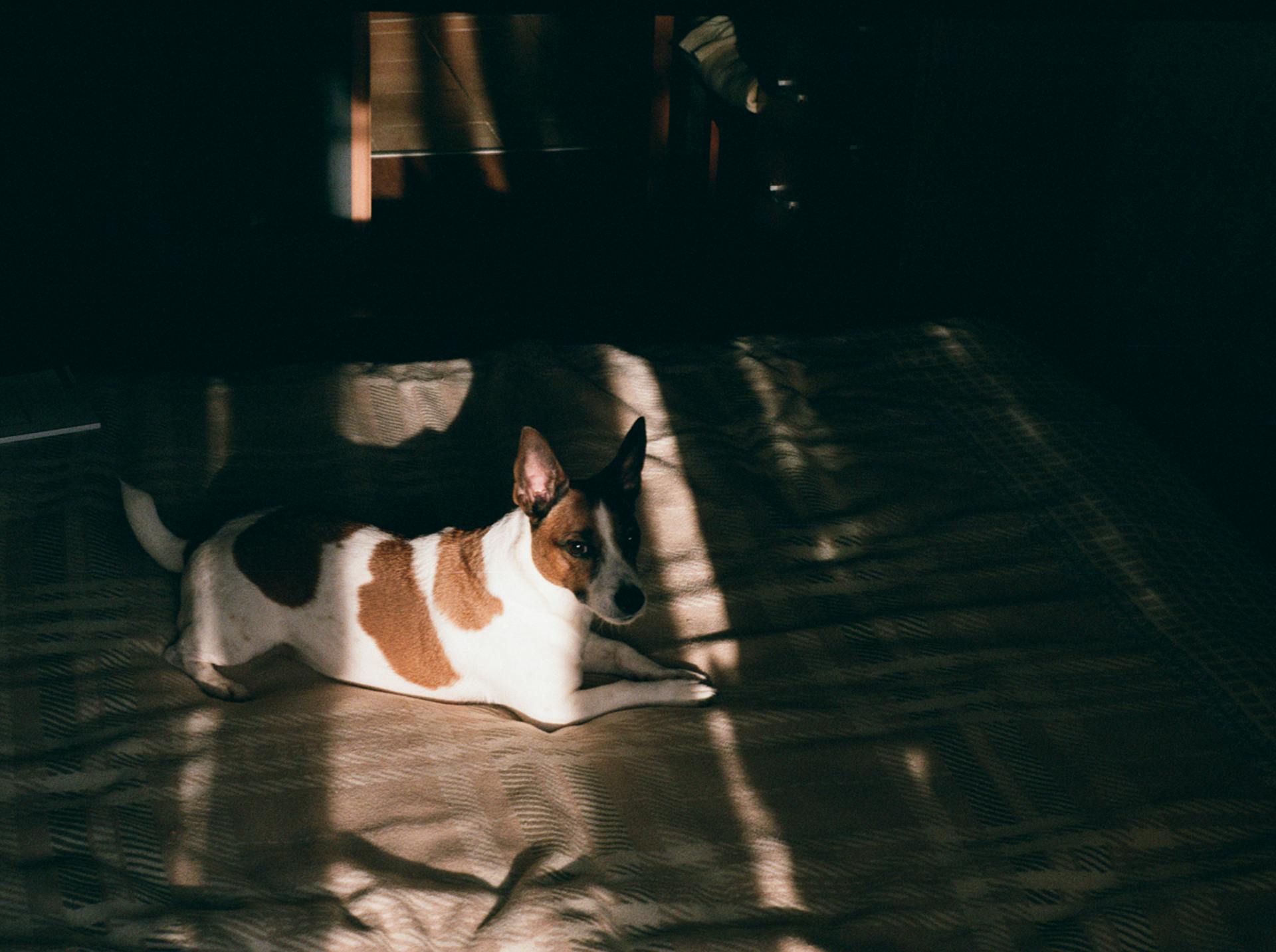 Adorable Basenji resting on soft blanket on bed