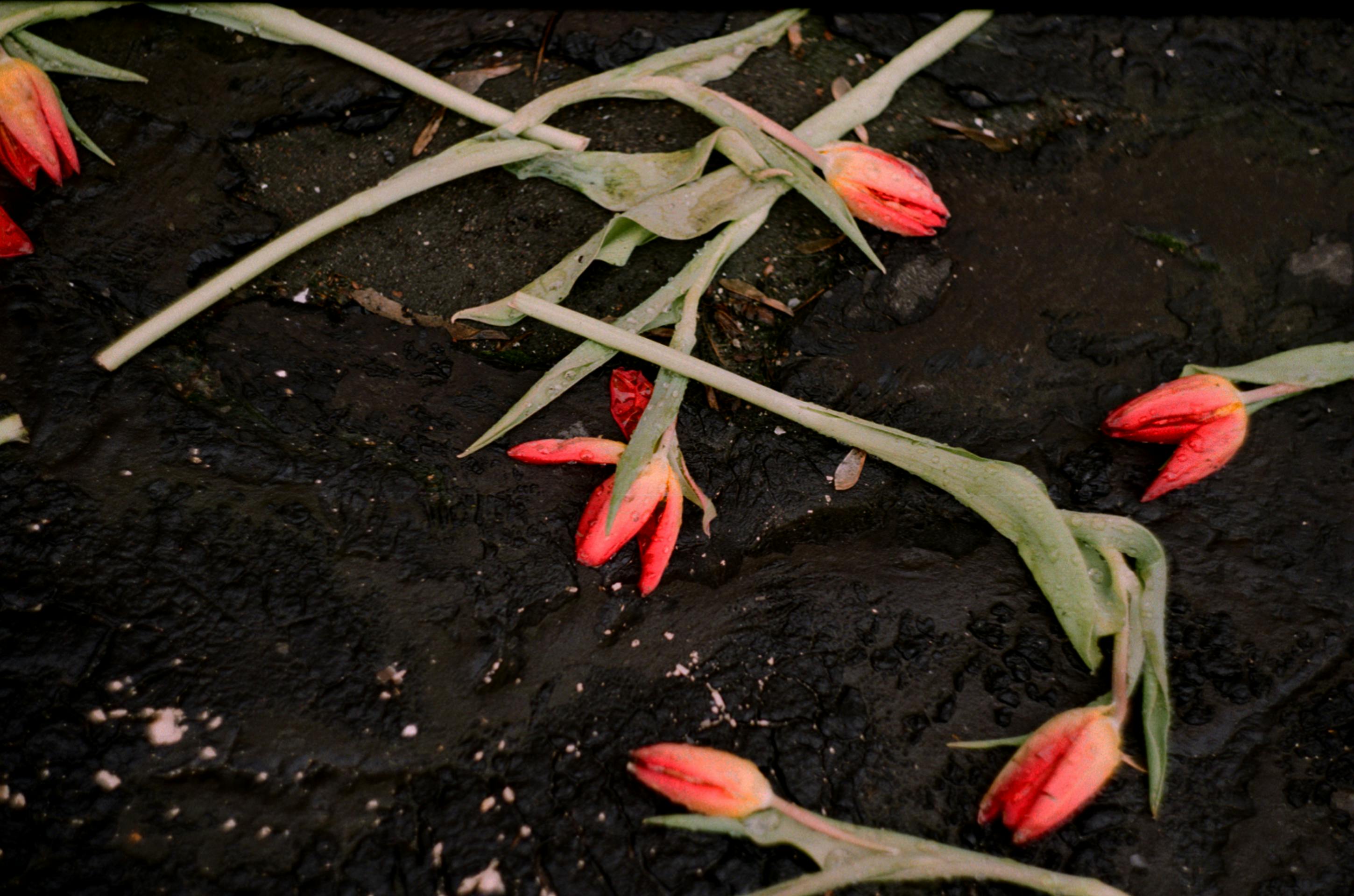 From above of colorful flowers on thin stems on rough dark terrain in daylight