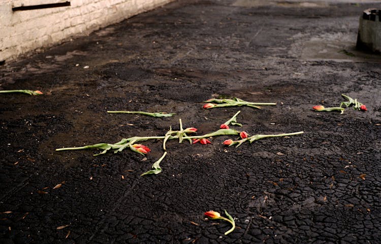 Colorful Tulips Discarded On Rough Terrain Near Brick Wall