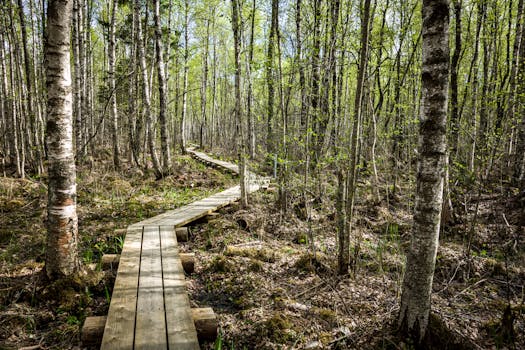 Wooden walkway winding through a lush, green forest in South Africa, ideal for nature exploration.