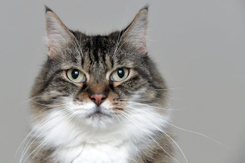A Gray and White Tabby Cat in Close-up